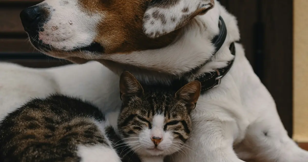 A dog and a tabby cat resting together on a tiled floor