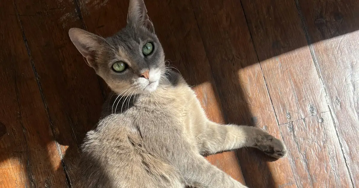 A gray cat relaxing on its back in a patch of sunlight on a wooden floor