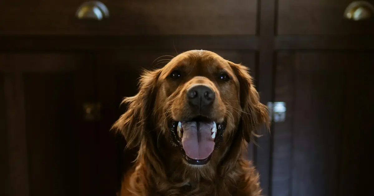 A golden dog sitting on a kitchen floor, looking up at the camera