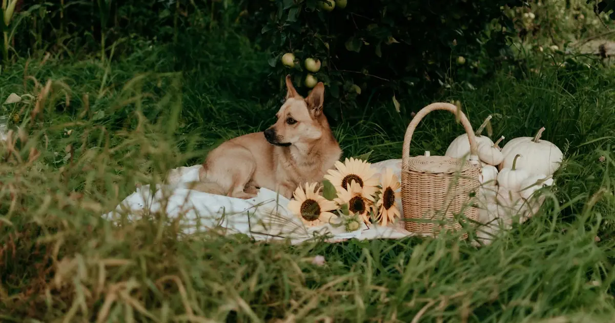 A small tan dog resting on a picnic blanket in the grass beside sunflowers and a basket