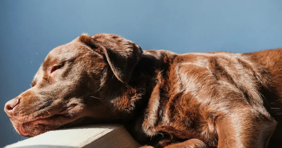 A chocolate Labrador resting its head on the arm of a sofa