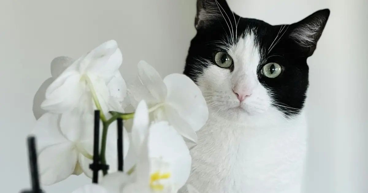 A black and white cat sitting beside a white orchid