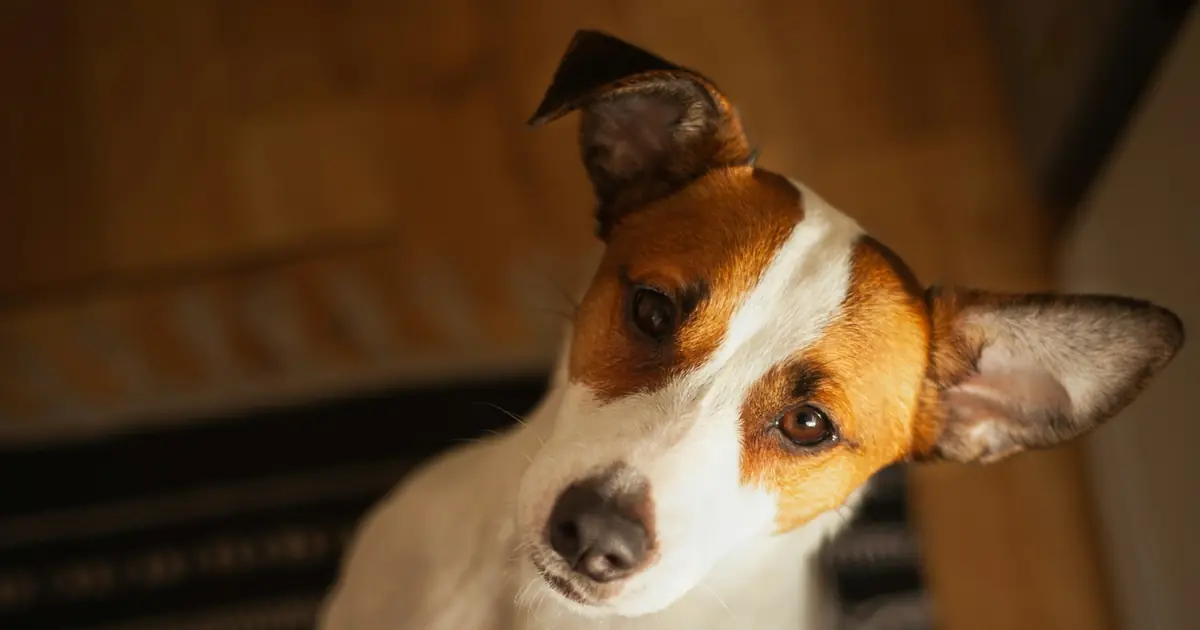A Jack Russell terrier looking up hopefully from a rug