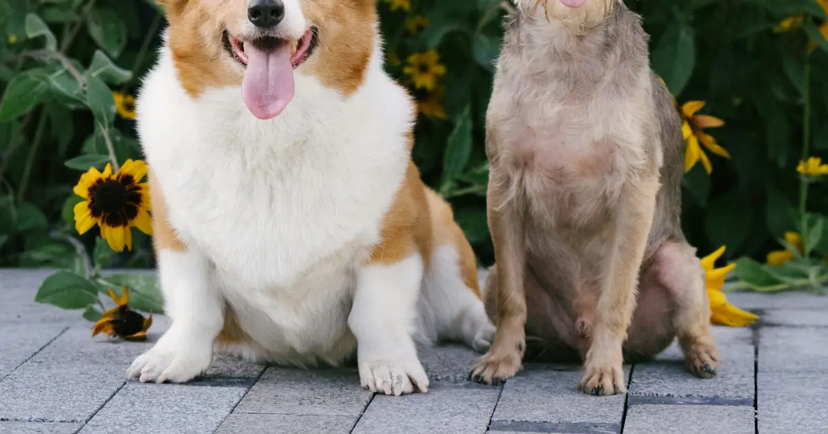 Two happy dogs sitting side by side in front of yellow sunflowers