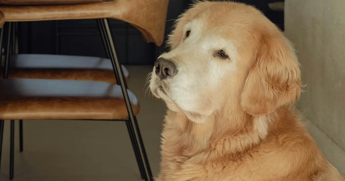 A golden retriever sitting calmly in a home kitchen