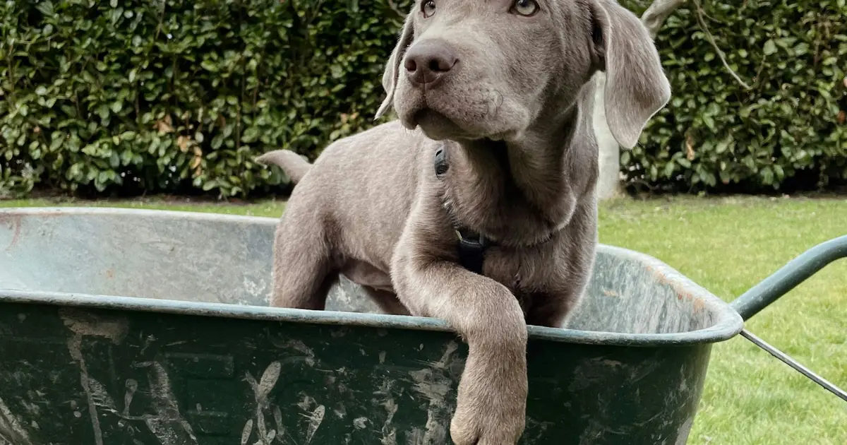 A gray puppy sitting in a garden wheelbarrow