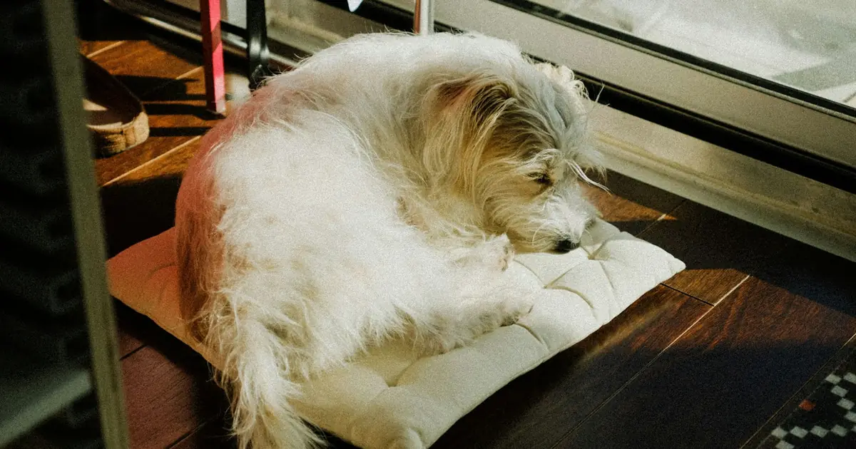 A fluffy white dog asleep on a cushion at home