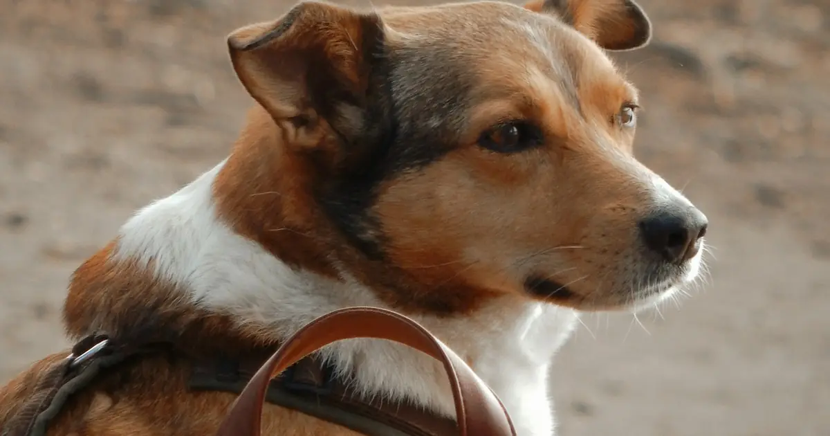 A brown and white dog sitting beside a leather handbag