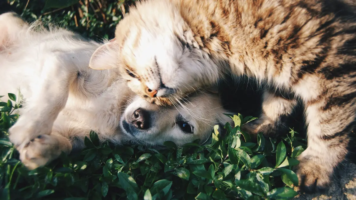 A white dog and a tabby cat cuddling in the grass