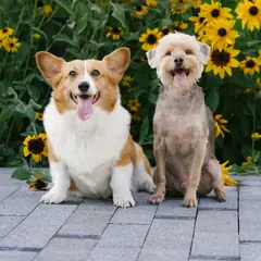 Two happy dogs sitting side by side in front of yellow sunflowers